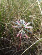 Euphorbia portlandica L. resmi