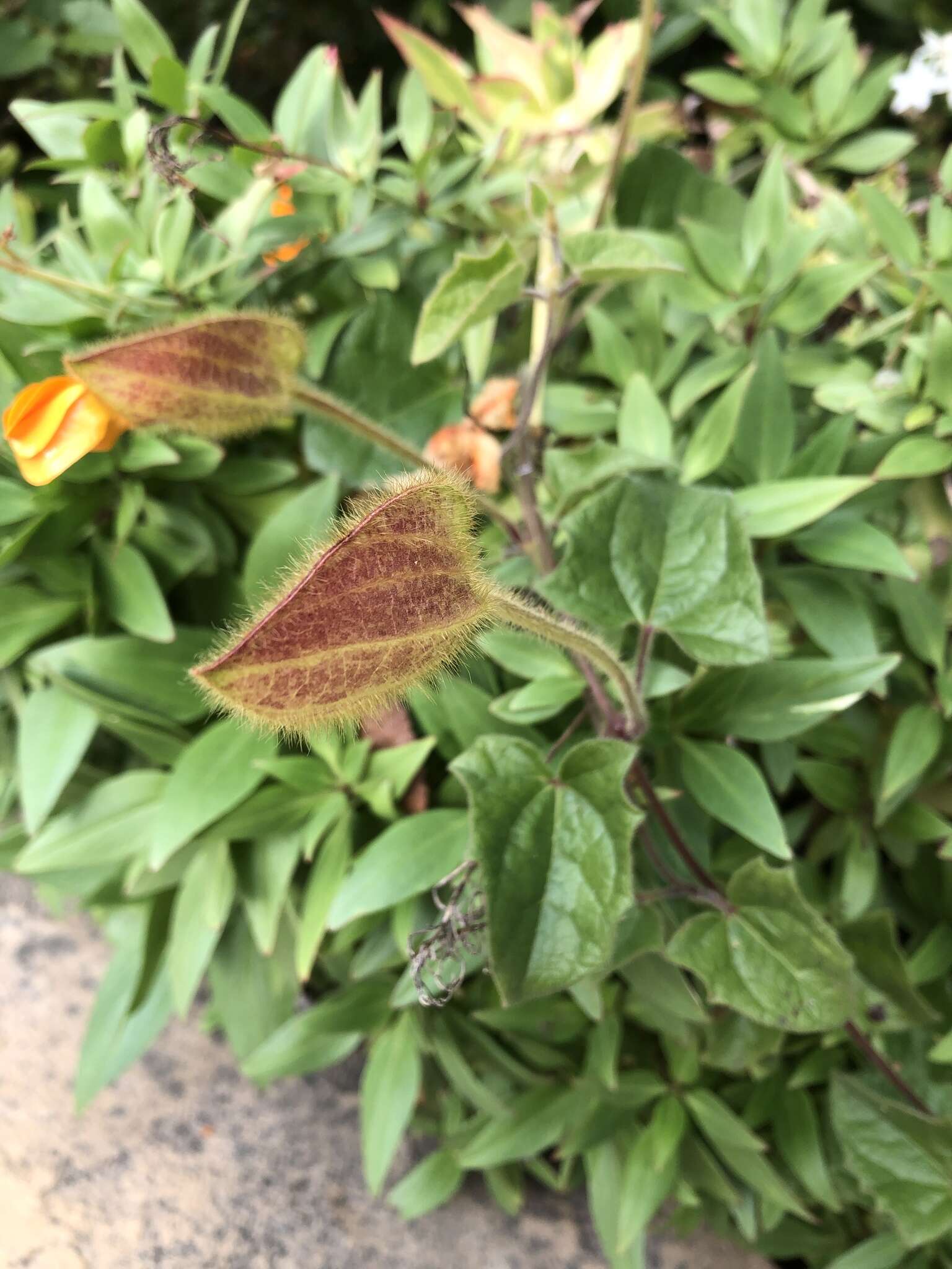 Image of Thunbergia gregorii S. Moore