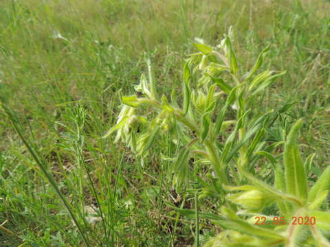 Image of <i>Onosma borysthenica</i>