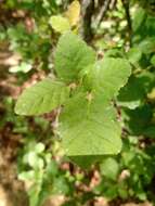 Plancia ëd Nothofagus glauca (Phil.) Krasser