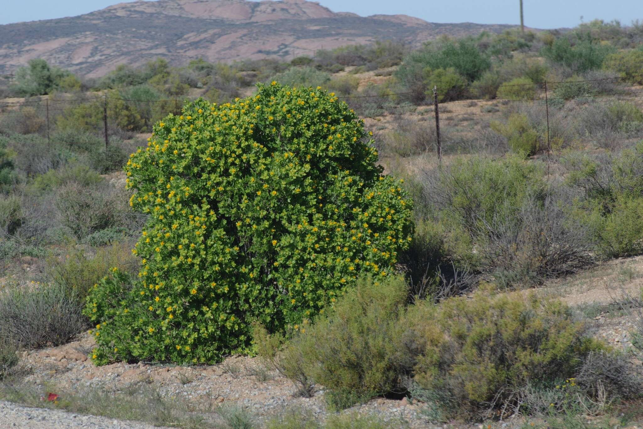 Image of Didelta spinosa (L. fil.) Ait.