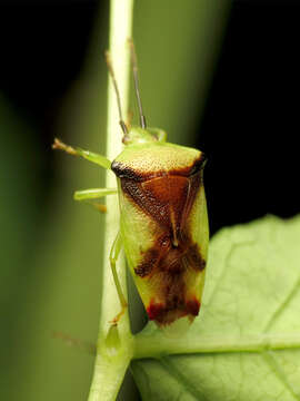 صورة Elasmostethus atricornis (Van Duzee 1904)