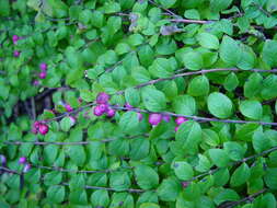 Image of Symphoricarpos × chenaultii Rehder