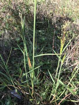 Image de Digitaria cognata (Schult.) Pilg.