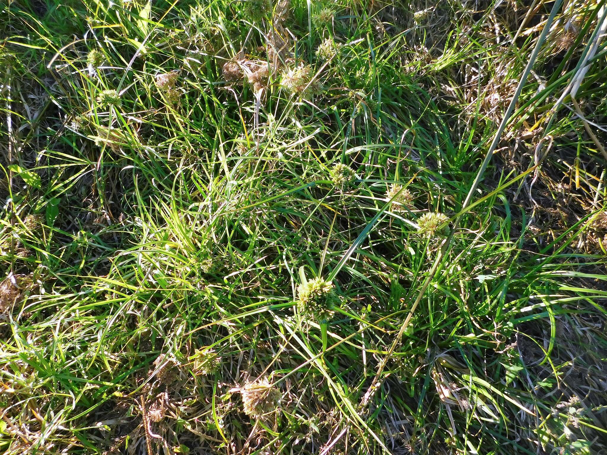 Image of Tall flatsedge