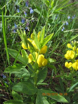 Image of Spread-Fruit Golden-Banner