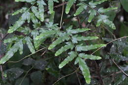Image of Lygodium venustum Sw.