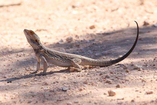 Image of Central bearded dragon