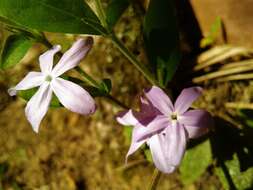 Pseuderanthemum heterophyllum (Nees) Radlk. resmi