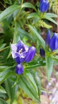 Imagem de Gentiana linearis Froel.