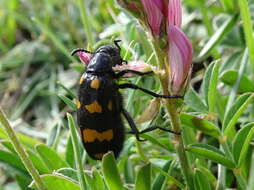 Image of Hycleus polymorphus (Pallas 1771)