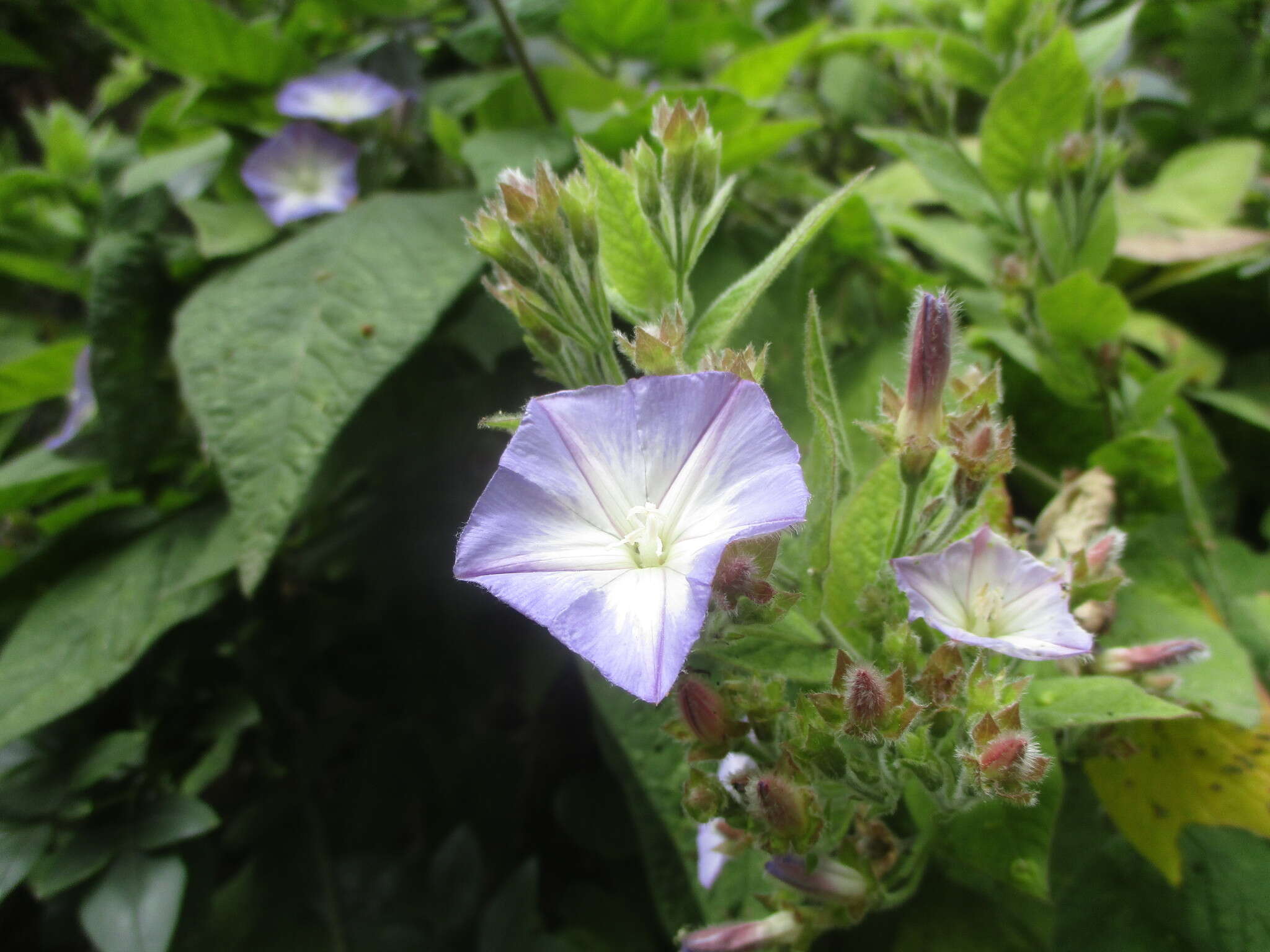 Convolvulus canariensis L.的圖片