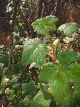 Image of Ribes ciliatum Humb. & Bonpl. ex Roem. & Schult.