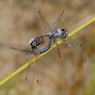 Nannothemis Brauer 1868 resmi