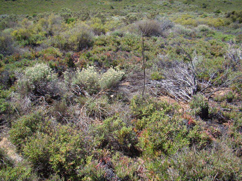 Image of Moraea radians (Goldblatt) Goldblatt