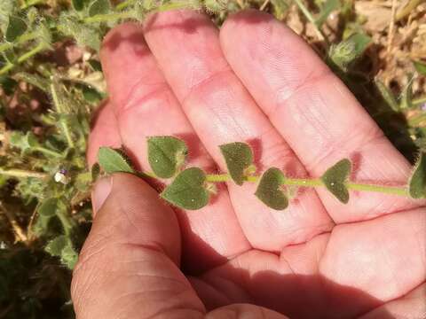 Image of Kickxia lanigera (Desf.) Hand.-Mazz.