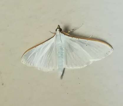 Image of Palpita vitrealis Rossi 1794