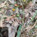 Image of Zornia dyctiocarpa var. filifolia (Domin) S. T. Reynolds & A. E. Holland