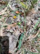 Image of Zornia dyctiocarpa var. filifolia (Domin) S. T. Reynolds & A. E. Holland