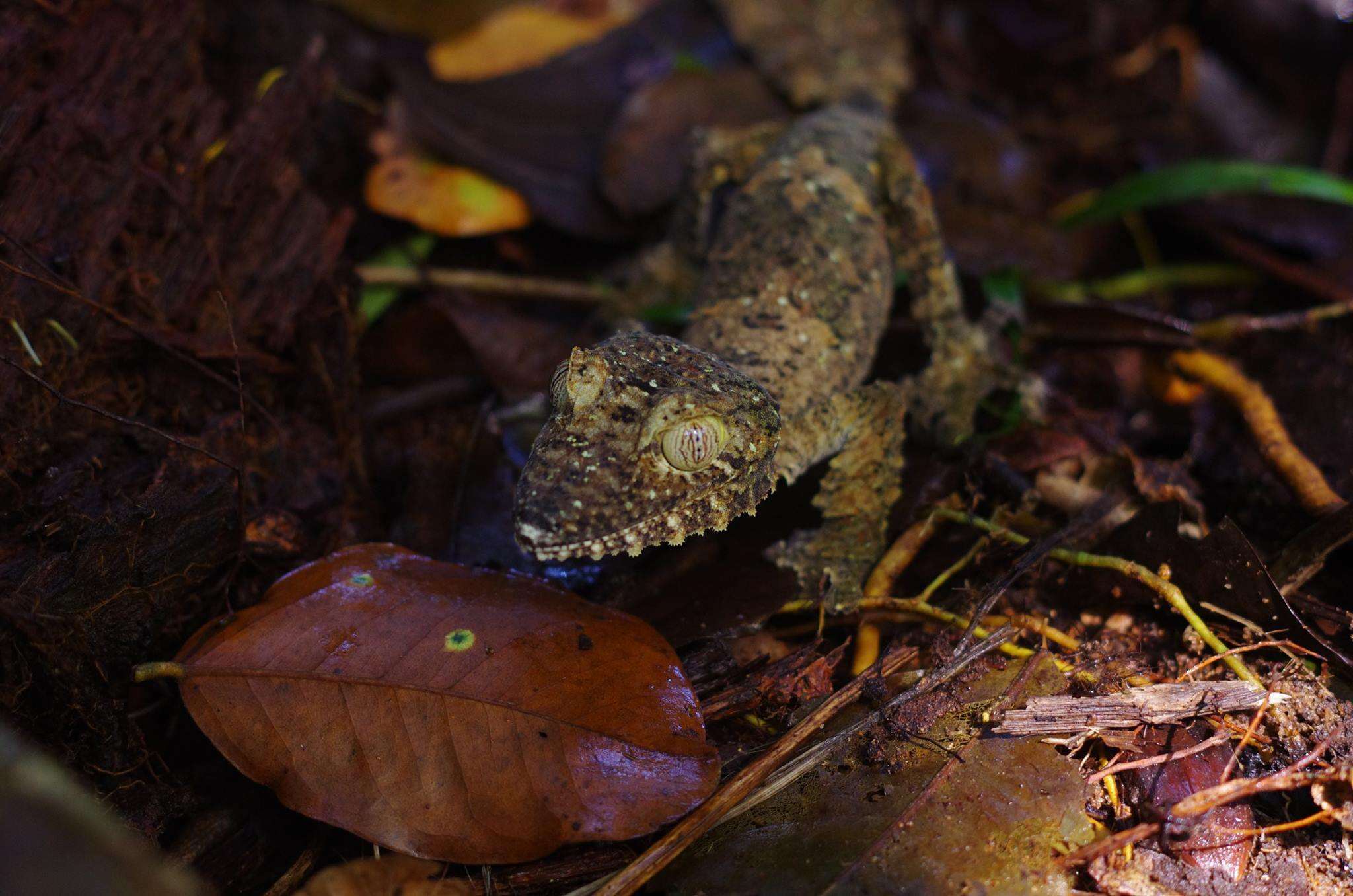 Image of Common Flat-tail Gecko