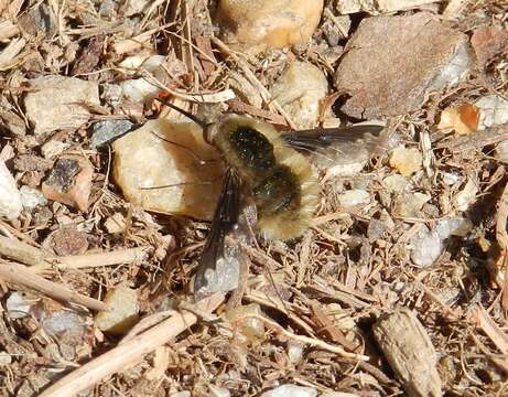 Image of Large bee-fly