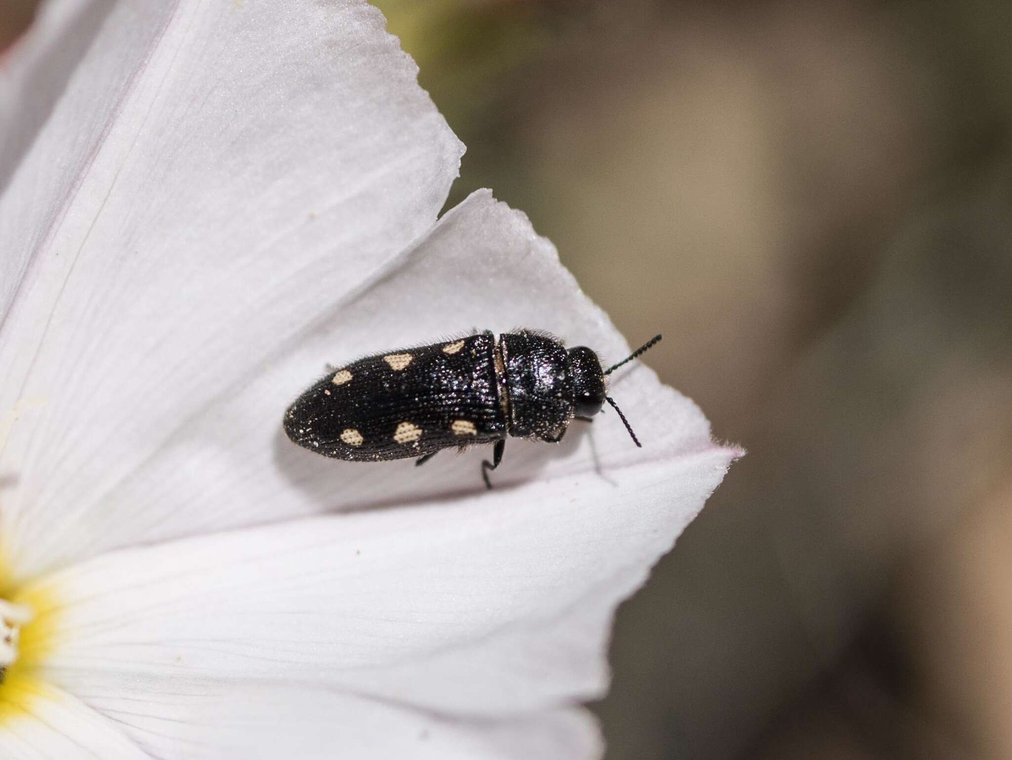 Image de <i>Acmaeodera <i>bipunctata</i></i> bipunctata