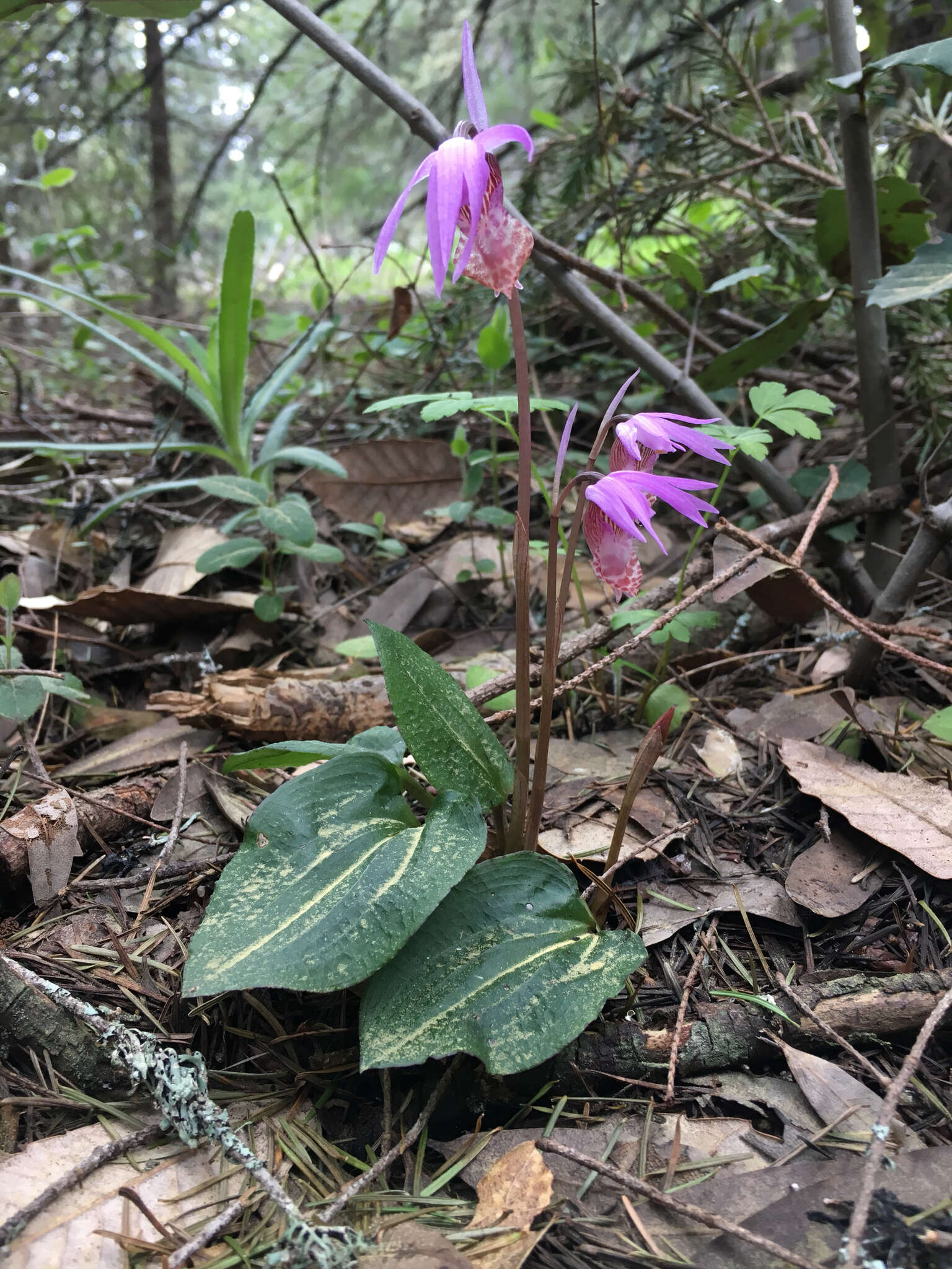 Image of fairy slipper