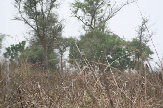 Image of Abyssinian Roller