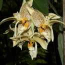 Image of Stanhopea whittenii Soto Arenas, Salazar & G. Gerlach