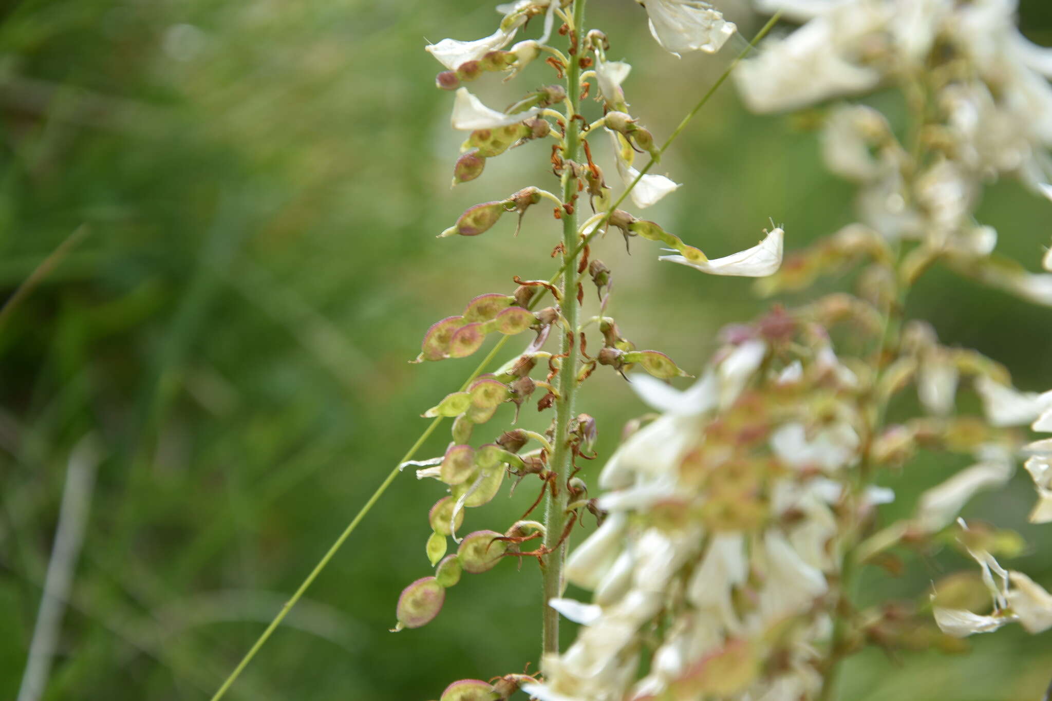 Image of Hedysarum boutignyanum (A. Camus) Alleiz.