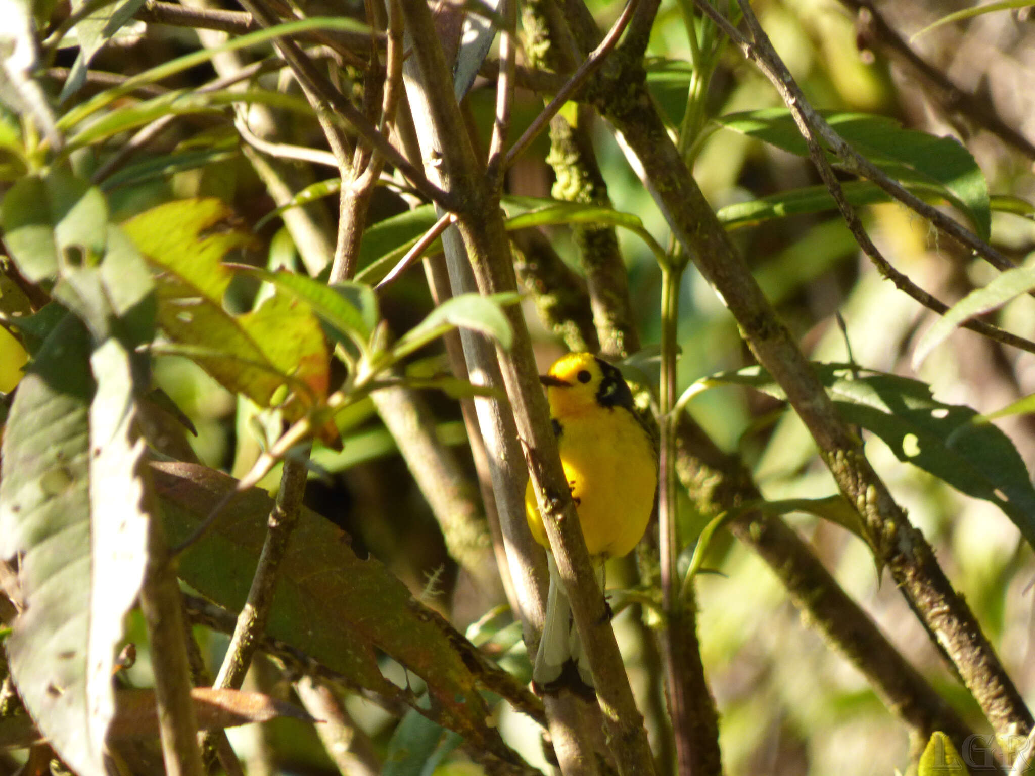 Plancia ëd Myioborus ornatus chrysops (Salvin 1878)