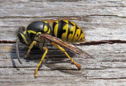 Image of Aerial yellowjacket