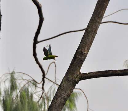 Image of Blue-crowned Hanging Parrot