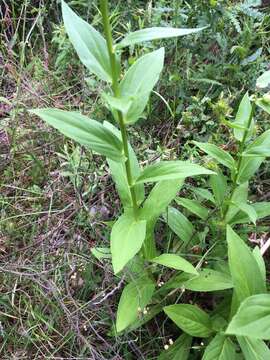 Imagem de Digitalis lutea subsp. lutea