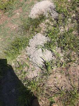 Image of Baird's Pocket Gopher