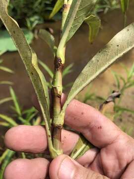 Image de Persicaria glabra (Willd.) Gomez de la Maza