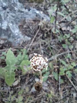 Plancia ëd Acourtia tenoriensis B. L. Turner