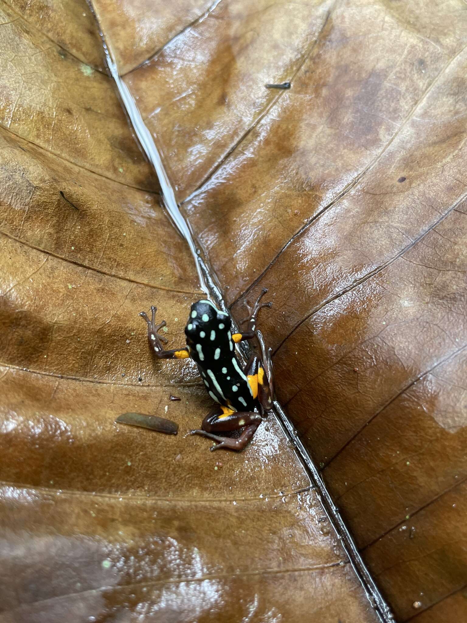 Image of Brazil-nut Poison Frog