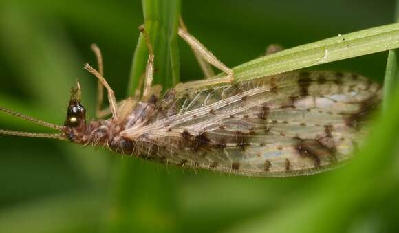 Image of Brown lacewing