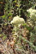 Hylotelephium telephium subsp. ruprechtii (Jalas) H. Ohba resmi