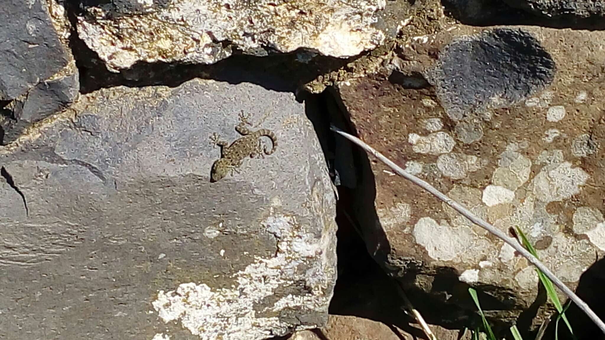 Image of Israeli Fan-fingered Gecko