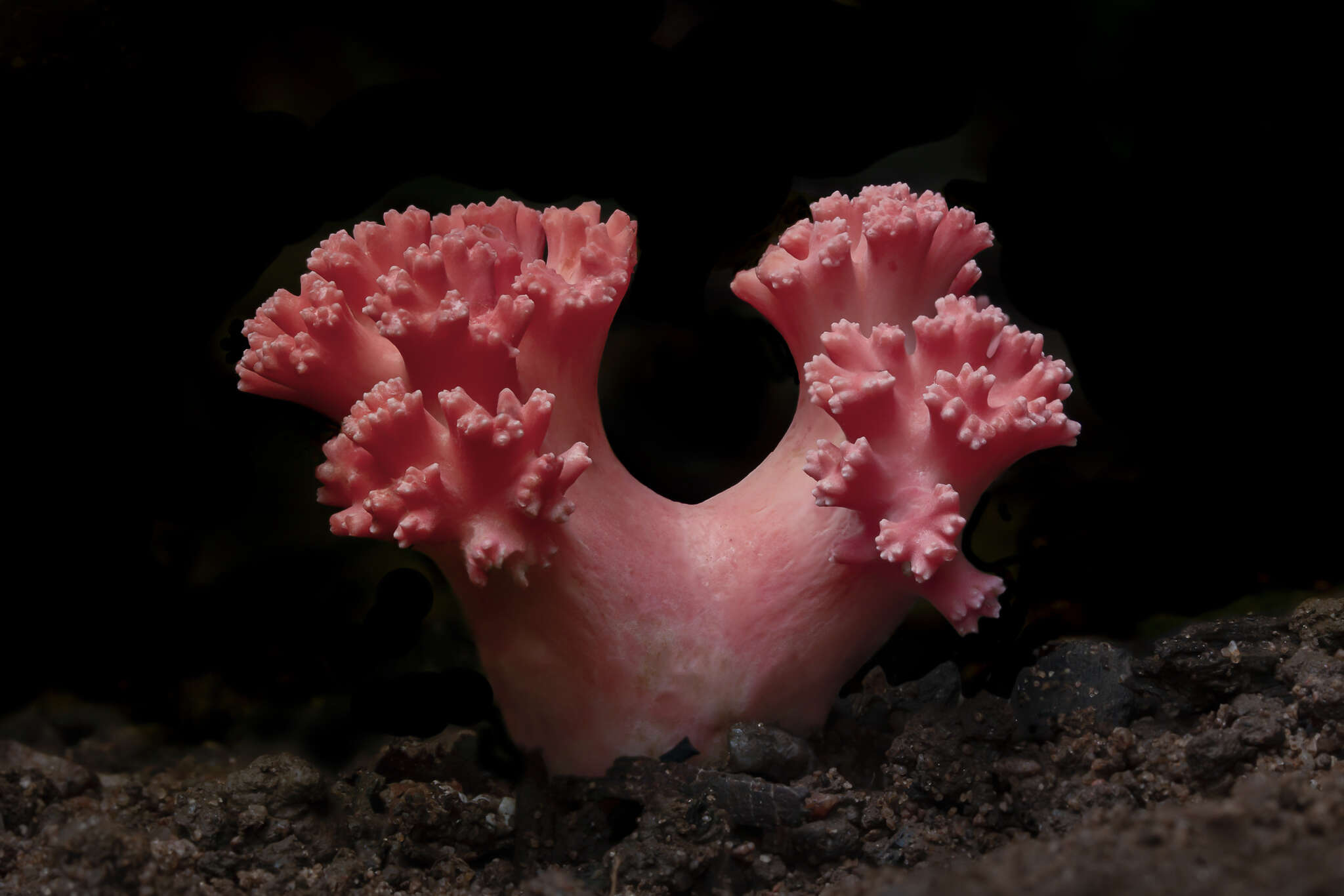 Image of Ramaria botrytoides (Peck) Corner 1950