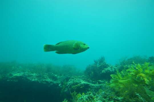 Achoerodus gouldii (Richardson 1843) resmi