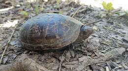 Image of Mississippi mud turtle