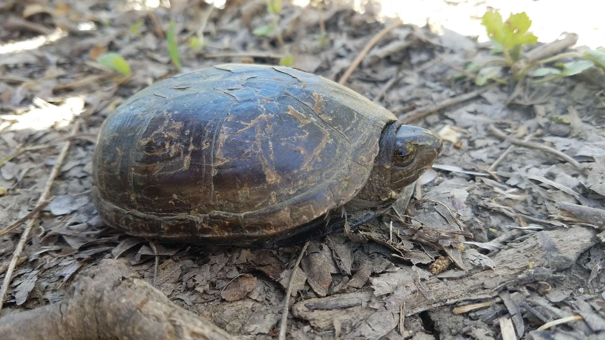 Image of Mississippi mud turtle