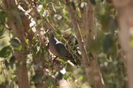 Image of Dusky Turtle Dove