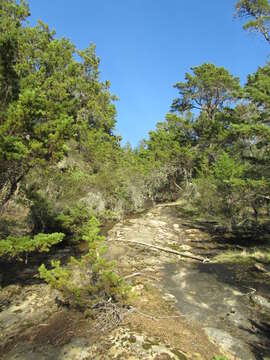 Cupressus goveniana var. abramsiana (C. B. Wolf) Little resmi