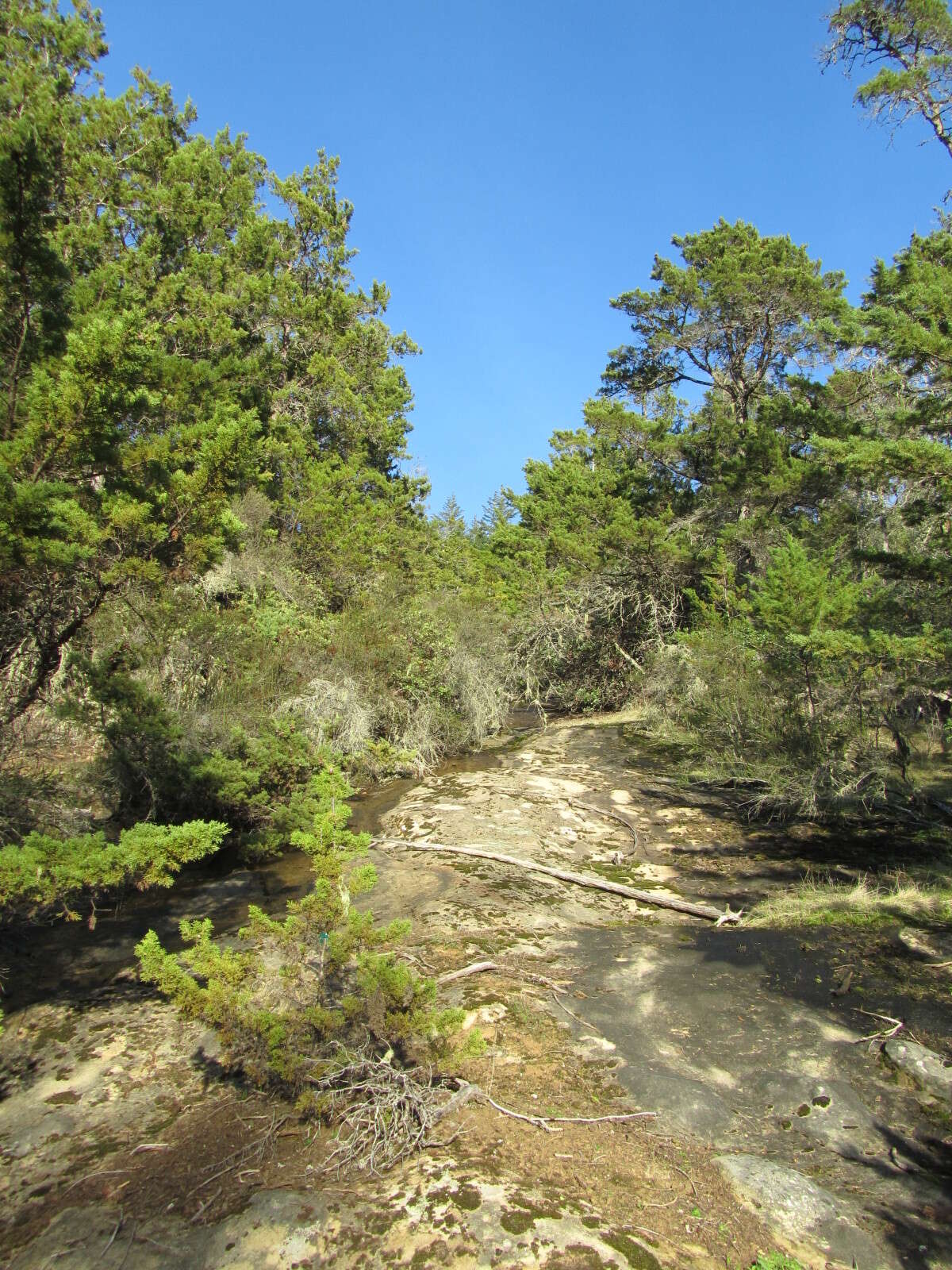 صورة Cupressus goveniana var. abramsiana (C. B. Wolf) Little