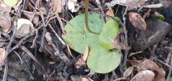 Sivun Cyrtostylis rotundifolia Hook. fil. kuva