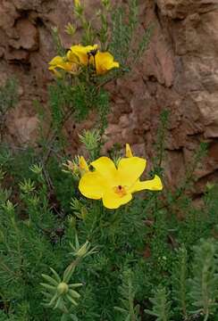 Image de Balbisia peduncularis (Lindl.) D. Don